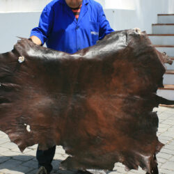 Y el sufrido curtidor tenerario ubriqueño