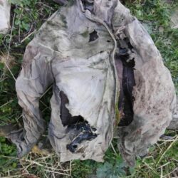 Imagen (fosilizada) del tiempo