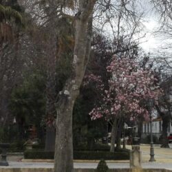 Ronda ensimismante o nuevo elogio sentimental del acordeón (con permiso de Baroja)