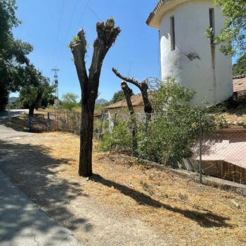 De árboles y de podas
