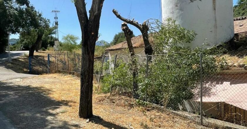 De árboles y de podas