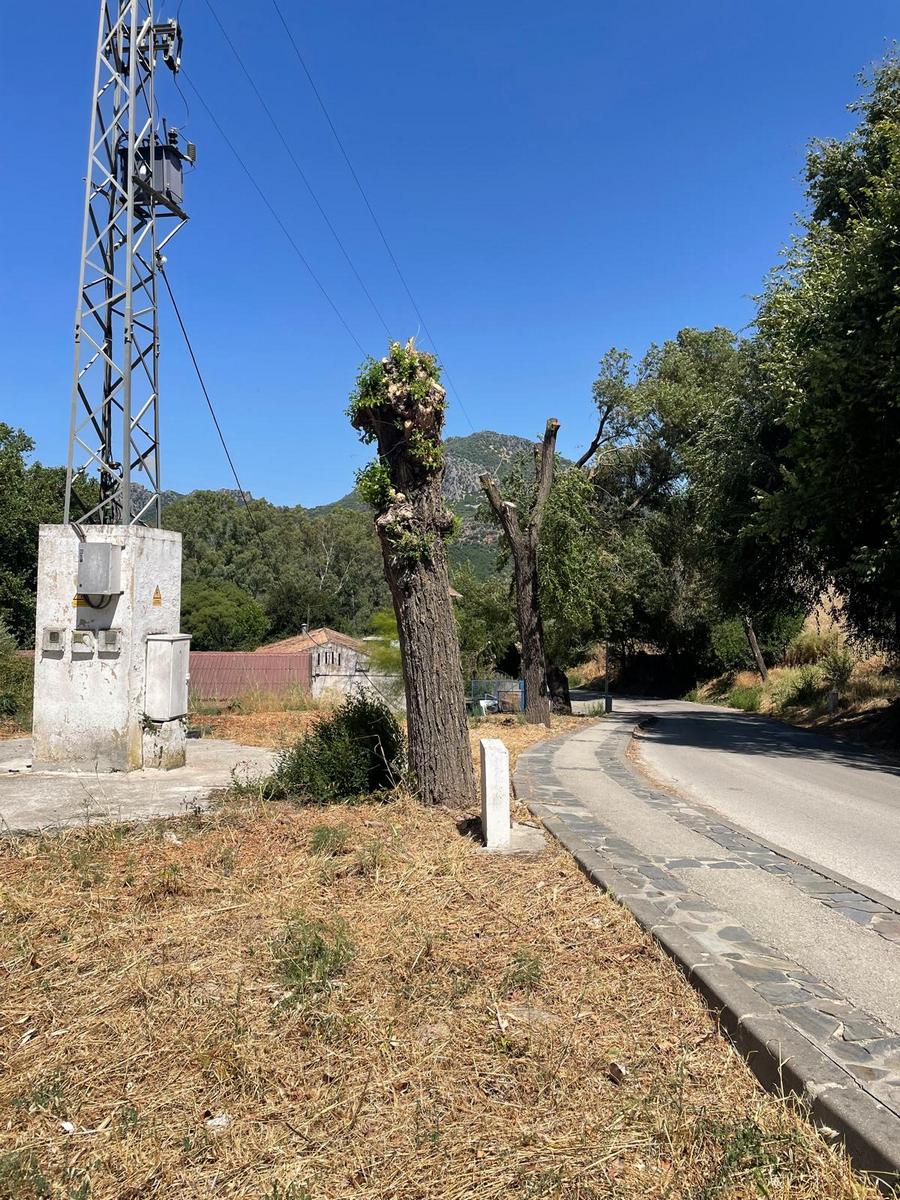 Desmoche brutal de una hilera de árboles.