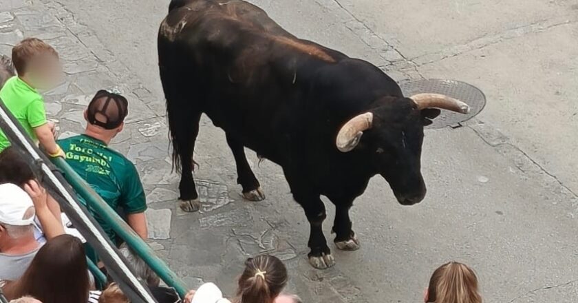 Un colectivo dice que la muerte de personas es razón de peso para abolir el festejo taurino